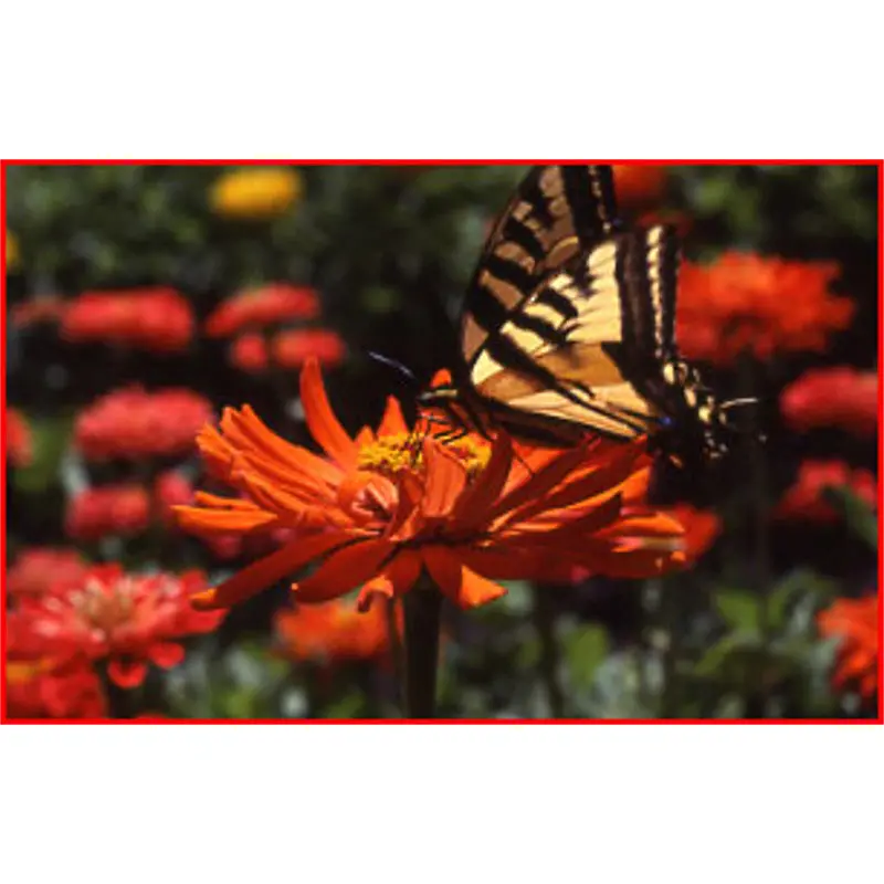 Bird- and Butterfly-Attracting Wildflower Blend