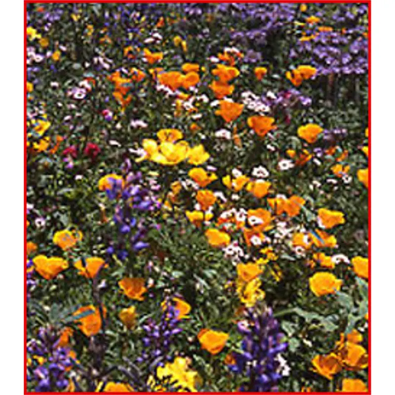 California Native Wildflower Seed Mix