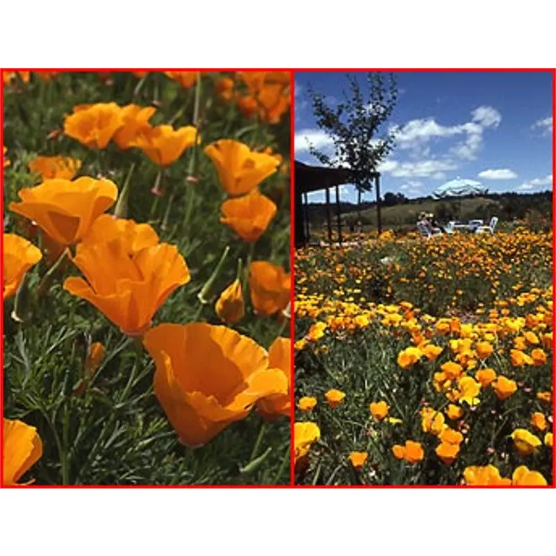 California Poppy Wildflower Seeds