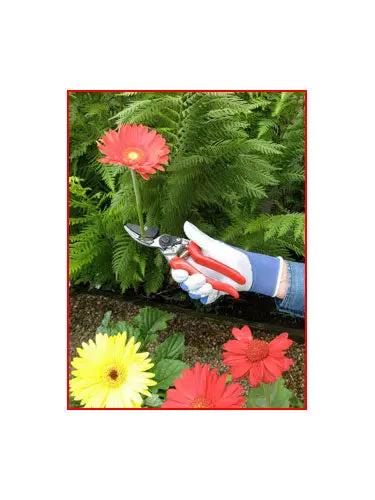 Cut-and-Hold Bypass Pruning Shears
