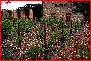 English Cottage Garden Wildflower Collection