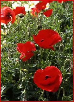 Flanders Field Red Poppy Seeds