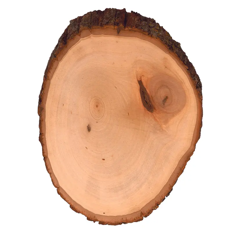 Medium-Sized Basswood Rounds — Perfect for Pyrography, Hot Stamping, and Relief Carving