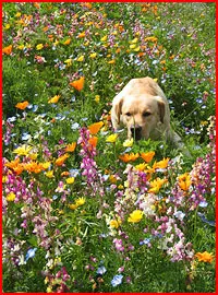 Napa Valley Regional Wildflower Seed Mix
