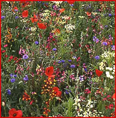 North American Native Wildflower Seed Blend