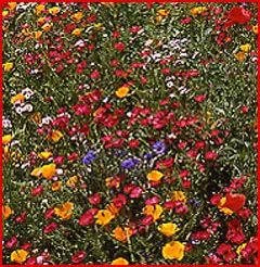 Pacific Northwest Native Wildflower Mix