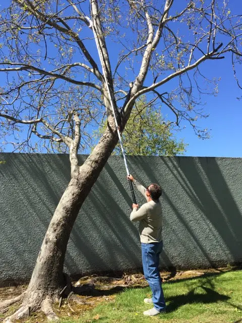 Professional 17.5-Foot Telescoping Pole Saw