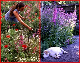Shady Woodlands Native Wildflower Mix